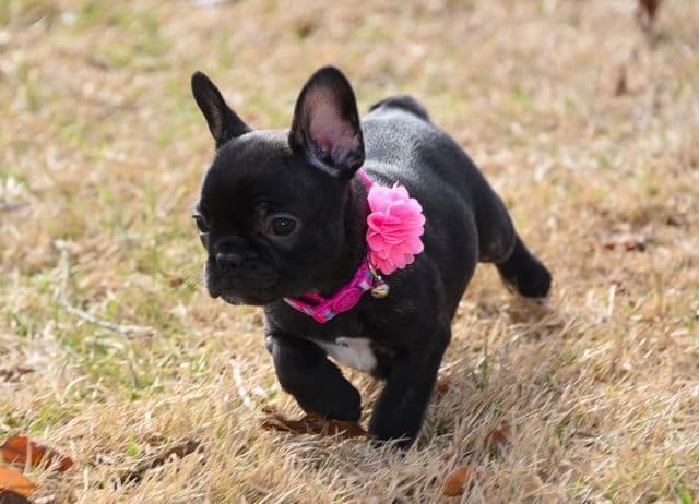 French Bulldog Puppies breeder image 47