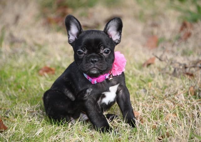 French Bulldog Puppies breeder image 1