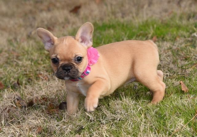 French Bulldog Puppies breeder image 48