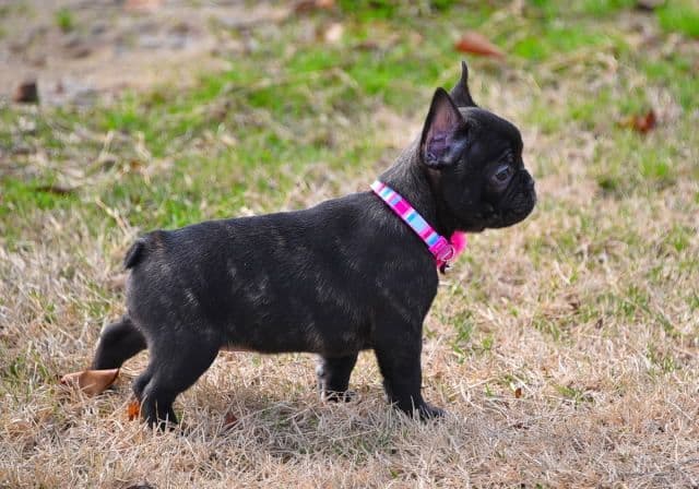 French Bulldog Puppies breeder image 49