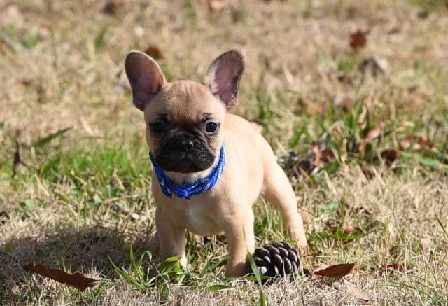 French Bulldog Puppies breeder image 55