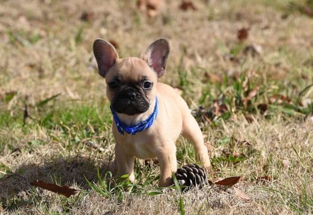 French Bulldog Puppies breeder image 50