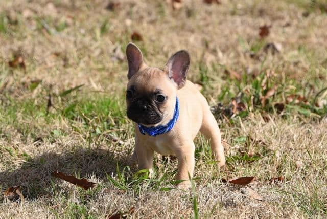 French Bulldog Puppies breeder image 51