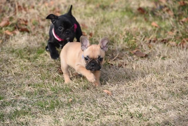 French Bulldog Puppies breeder image 53