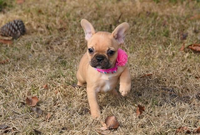 French Bulldog Puppies breeder image 54