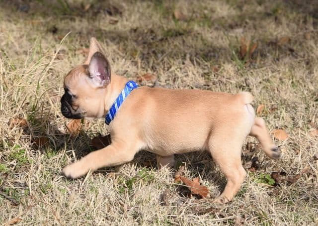 French Bulldog Puppies breeder image 52