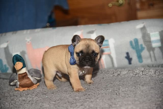 French Bulldog Puppies media 2