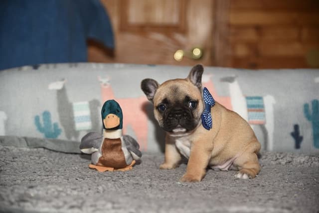 French Bulldog Puppies media 9