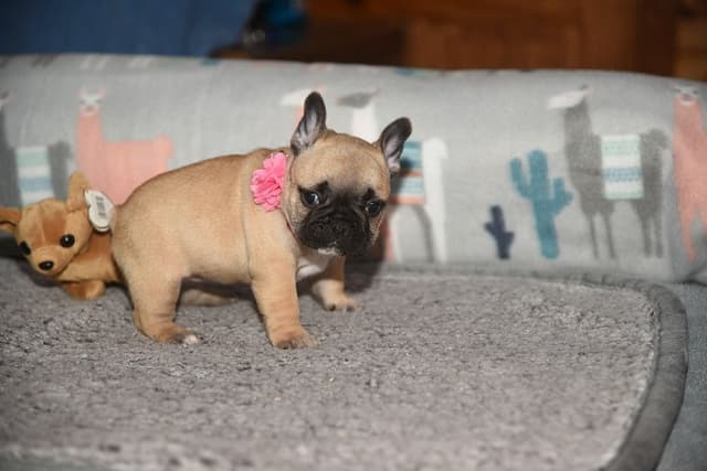 French Bulldog Puppies media 3
