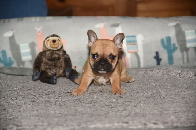 French Bulldog Puppies media 4