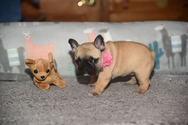 French Bulldog Puppies media 8
