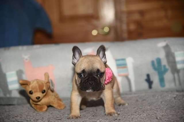 French Bulldog Puppies media 5