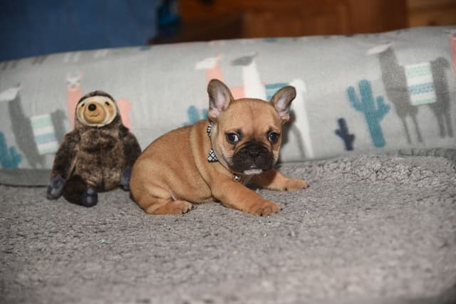 French Bulldog Puppies media 7