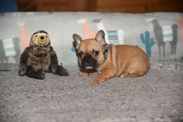 French Bulldog Puppies media 6