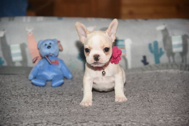 French Bulldog Puppies media 2