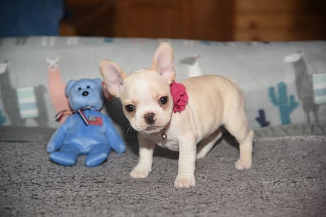 French Bulldog Puppies media 3