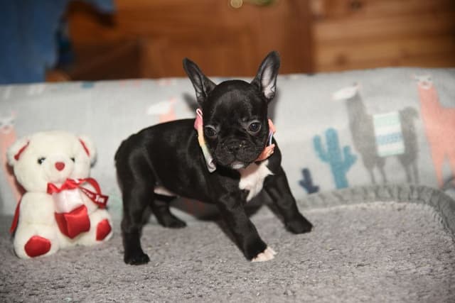 French Bulldog Puppies media 4