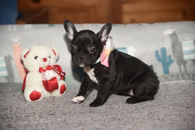 French Bulldog Puppies media 5