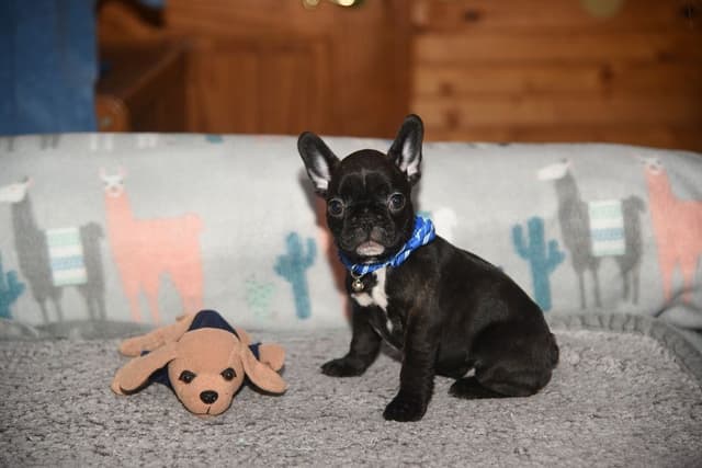 French Bulldog Puppies media 8