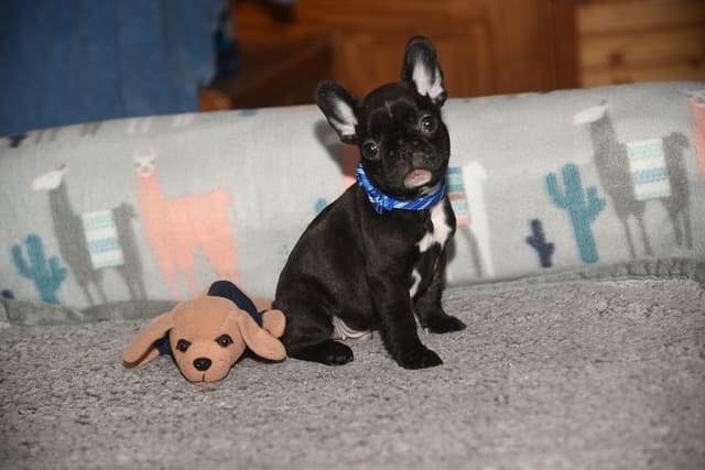 French Bulldog Puppies media 7