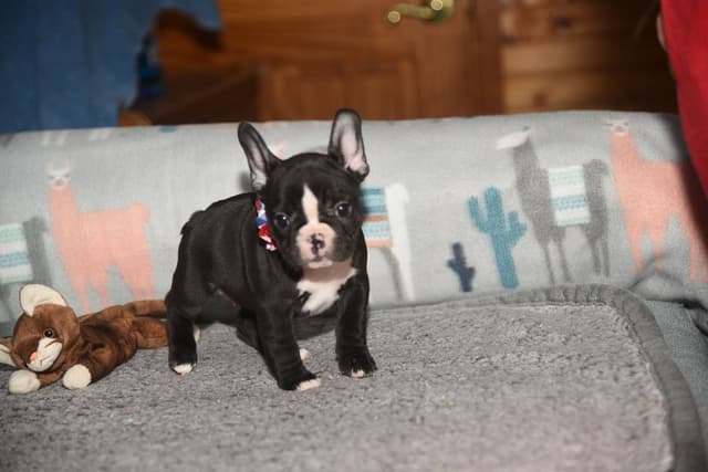 French Bulldog Puppies media 2