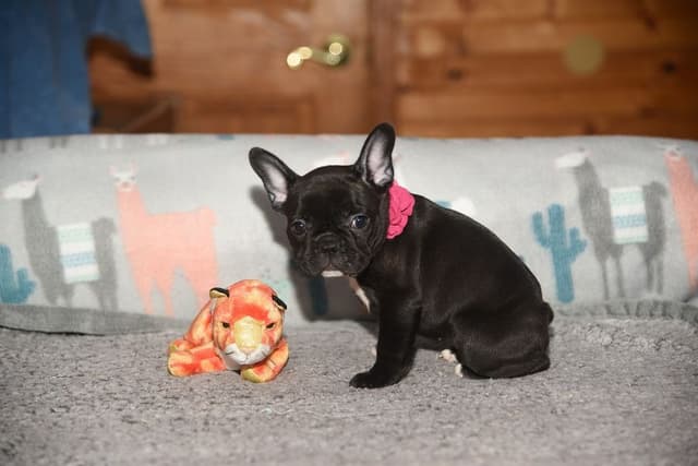 French Bulldog Puppies media 4