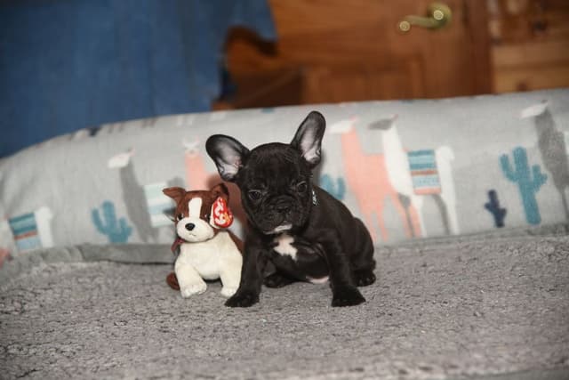French Bulldog Puppies media 20