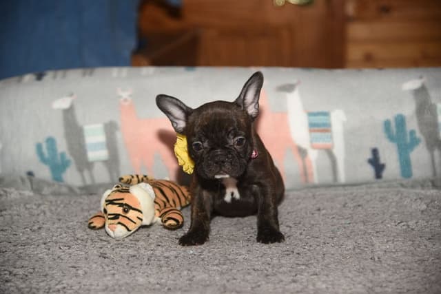 French Bulldog Puppies media 7