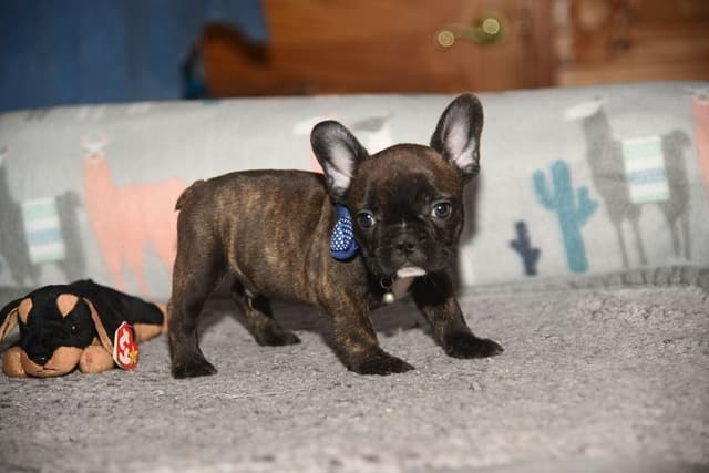 French Bulldog Puppies media 12