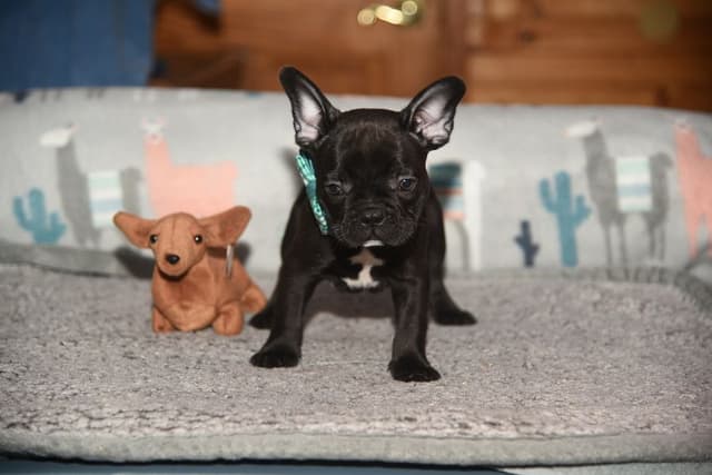 French Bulldog Puppies media 14