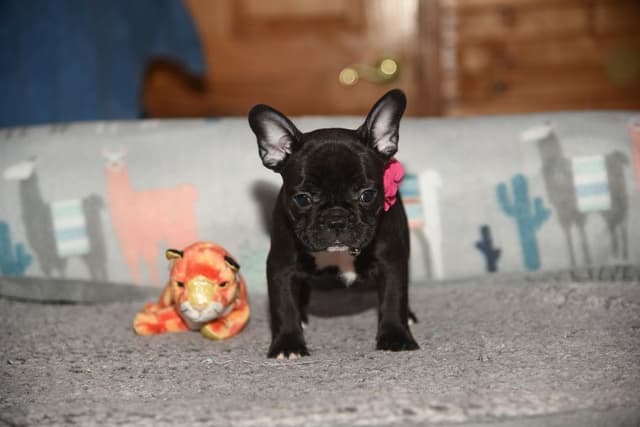 French Bulldog Puppies media 6