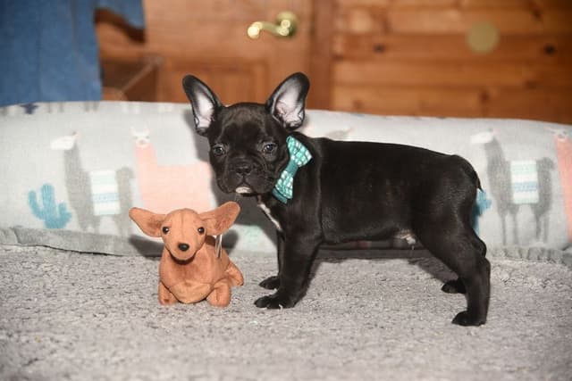French Bulldog Puppies media 15