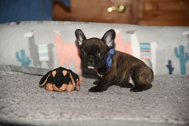 French Bulldog Puppies media 11