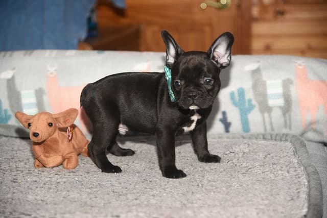 French Bulldog Puppies media 13