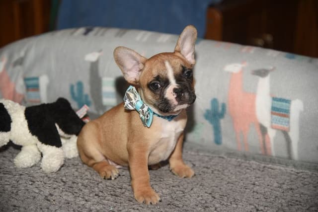 French Bulldog Puppies media 17