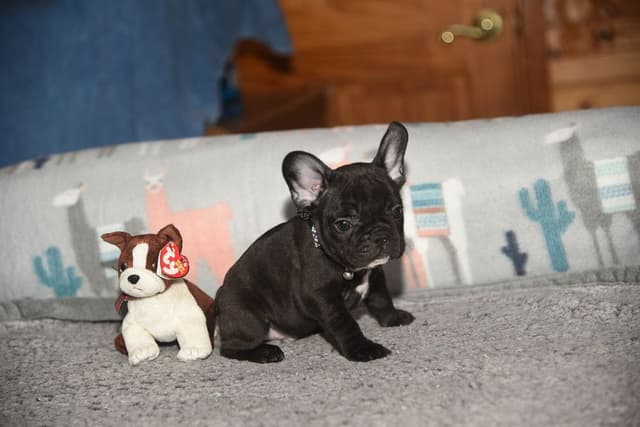 French Bulldog Puppies media 19