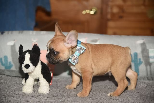 French Bulldog Puppies media 18