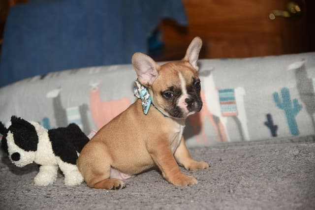 French Bulldog Puppies media 16