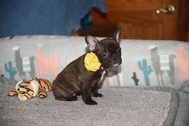 French Bulldog Puppies media 8