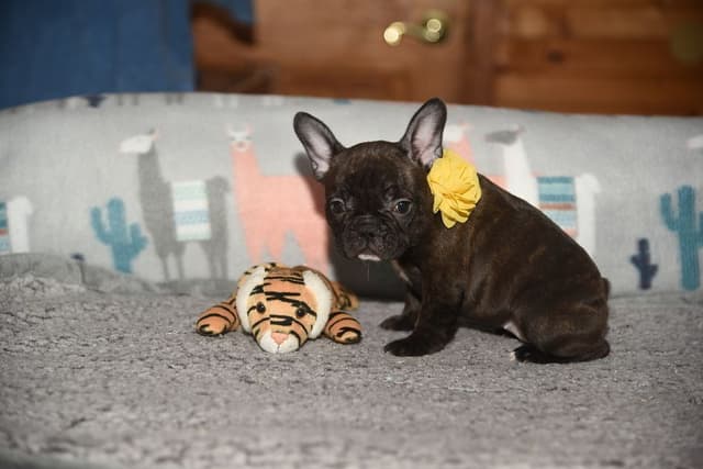 French Bulldog Puppies media 9