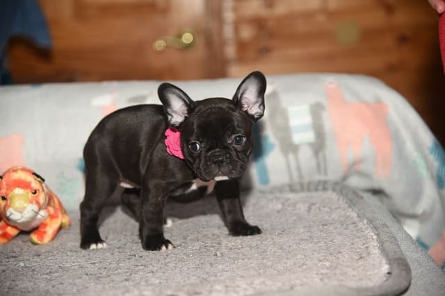 French Bulldog Puppies media 5