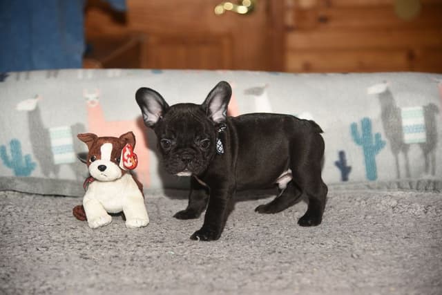 French Bulldog Puppies media 21