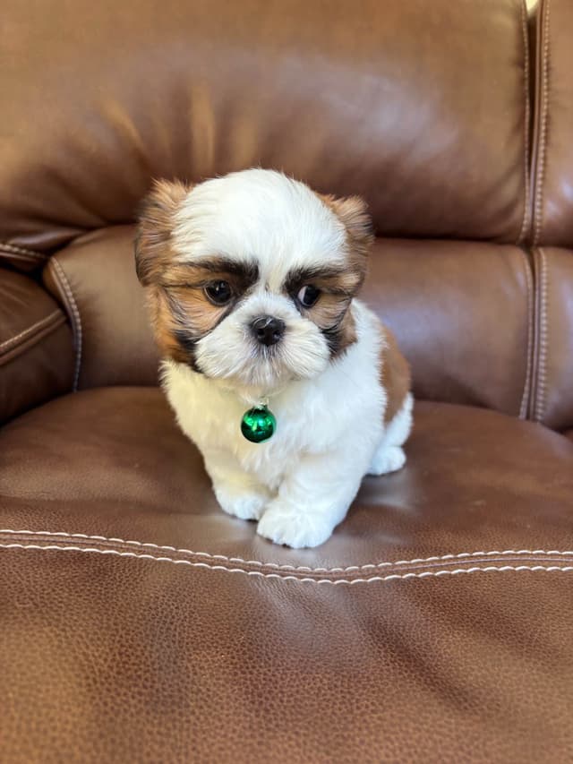 Quality Home raised Shih Tzu Puppies media 2