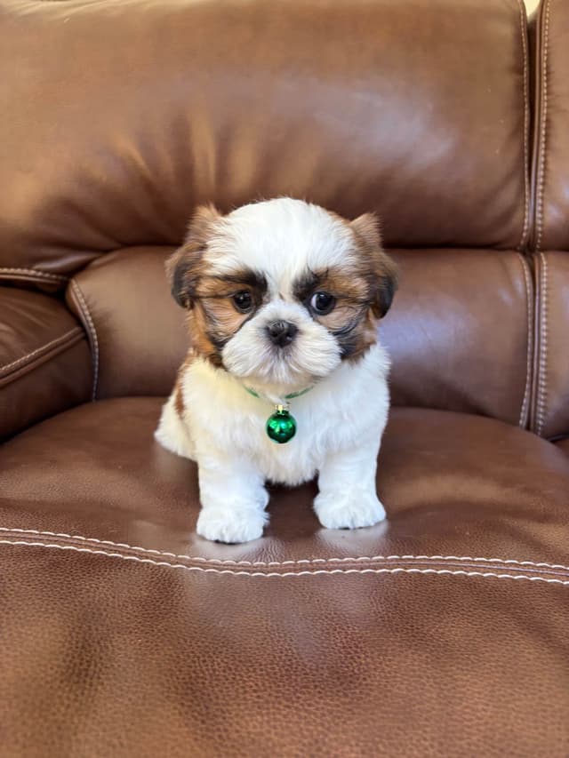 Quality Home raised Shih Tzu Puppies media 3