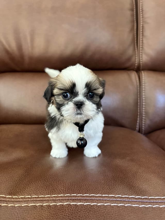 Quality  Shih Tzu Puppies media 2