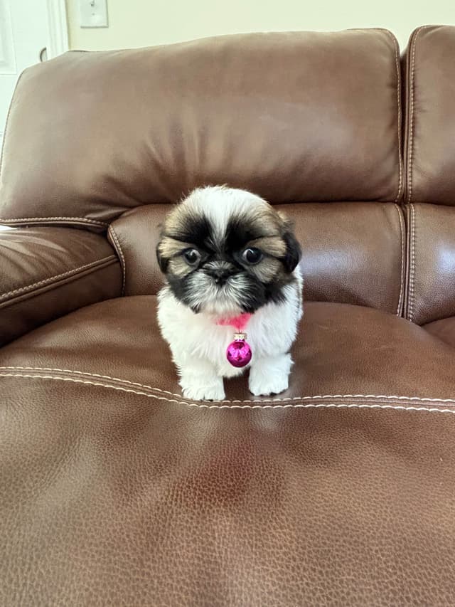 Quality  Shih Tzu Puppies media 5