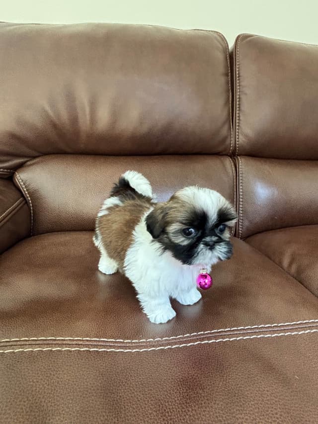 Quality  Shih Tzu Puppies media 4