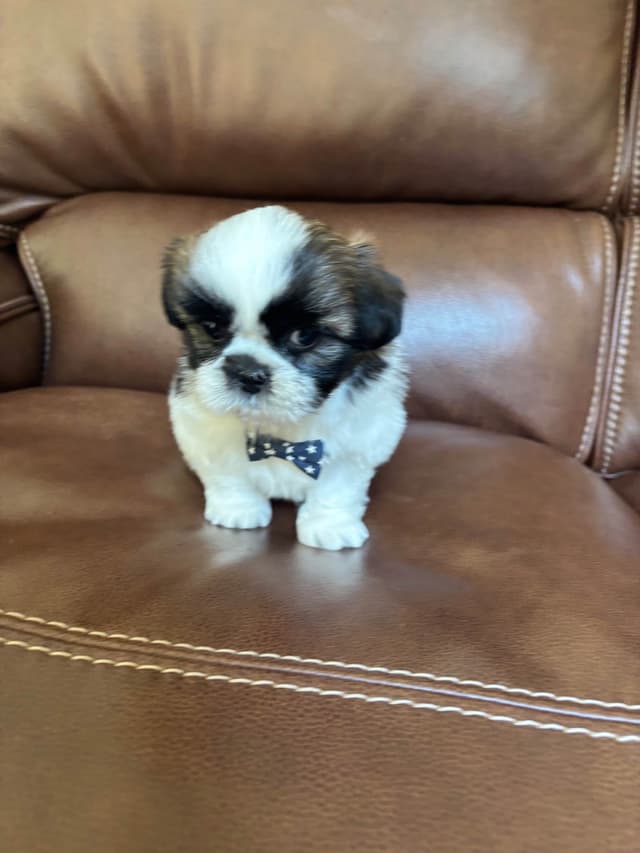 Shih Tzu Puppies media 2