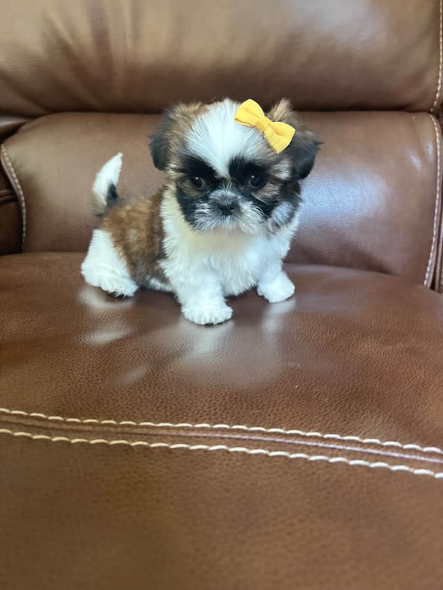 Shih Tzu Puppies media 3