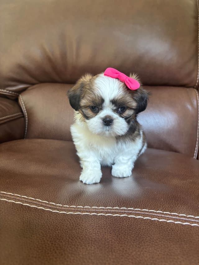 Shih Tzu Puppies media 5